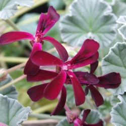 Pelargonium sidoides