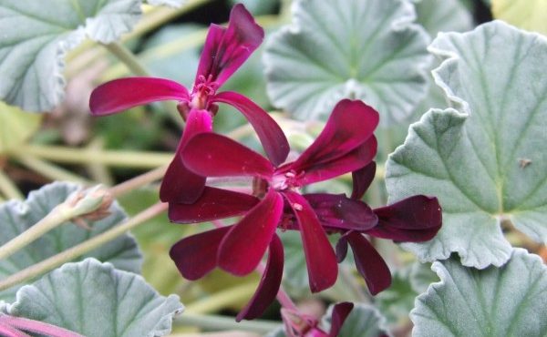 Pelargonium sidoides